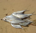 Fish on the beach, Mozambique