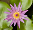 Mandarin Oriental Dhara Dhevi, Chiang Mai, lotus flower