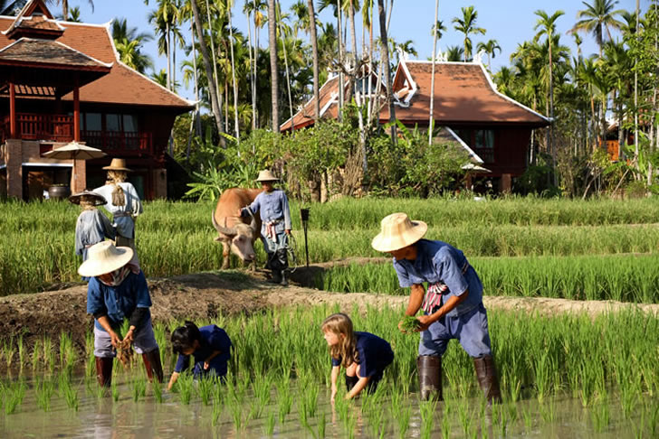 Mandarin Oriental Dhara Dhevi, Chiang Mai, rice paddies