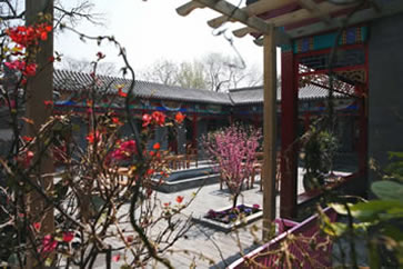 Blossoms in courtyard, Hôtel Côté Cour SL, Beijing, Gourmet China tour