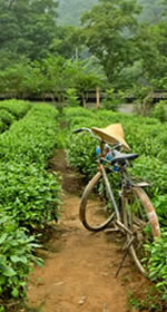 Hangzhou, tea plantation, Gourmet China tour