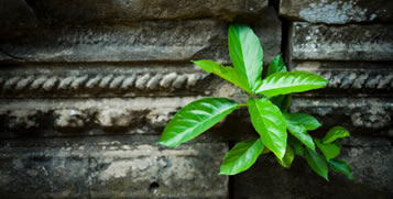 Cambodia, Angkor, green plant of rebirth