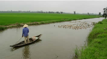 Vietnam, duck shepherd