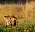 Mahua Kothi, India - tiger walking